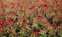 039【不老松：二游海南纪实】临高长島兰湾的鸡冠花！