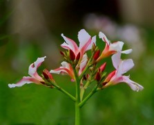 040【不老松：二游海南纪实】临高长島兰湾的夹竹桃！