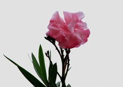 040【不老松：二游海南纪实】临高长島兰湾的夹竹桃！