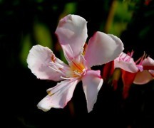 040【不老松：二游海南纪实】临高长島兰湾的夹竹桃！