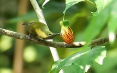 灯笼花上的太阳鸟（7）