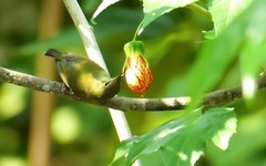 灯笼花上的太阳鸟（7）