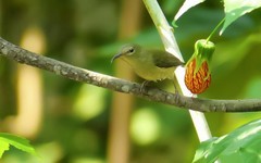 灯笼花上的太阳鸟（7）