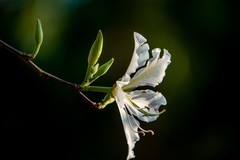 大学城随拍——紫荆花-3