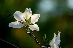 大学城随拍——紫荆花-3