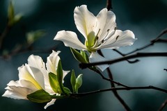 大学城随拍——紫荆花-3