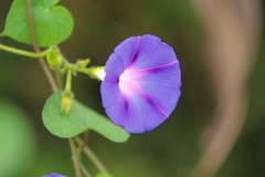 拍摄花卉一（880）