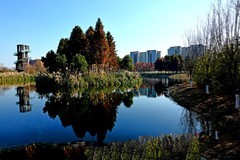 湿地景色（续）