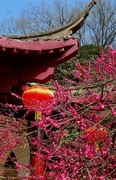 武汉梅花园（十九）