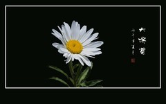 圣洁如雪的大滨菊