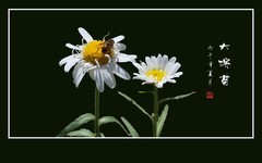 圣洁如雪的大滨菊