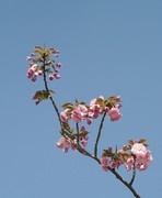 春花灿烂（16）