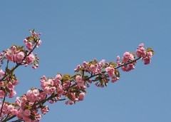 春花灿烂（16）