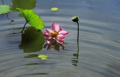 荷花 (48)