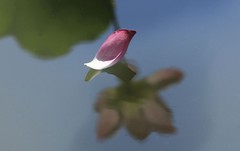 荷花 (48)