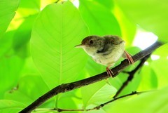 树上的鹪莺（三）