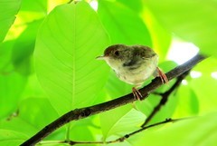 树上的鹪莺（三）