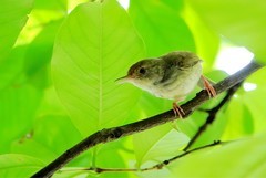 树上的鹪莺（三）