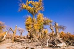 外出随拍（656）.