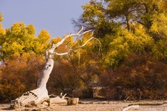 外出随拍（656）.