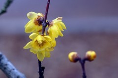 腊 梅 〖2026年〗