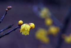 腊 梅 〖2026年〗