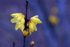 腊 梅 〖2026年〗