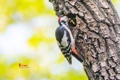 林中啄木鸟（56）