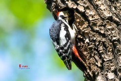 林中啄木鸟（56）