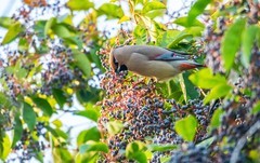 太平鸟（二十六）