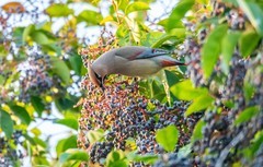 太平鸟（二十六）