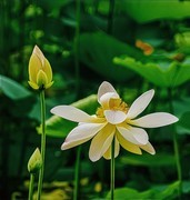 夏日玉渊潭20250629 《10》