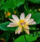 夏日玉渊潭20250629 《10》