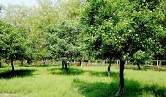 山楂树
