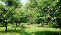山楂树