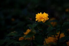 多瓣棣棠花其它