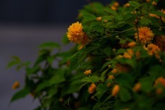 多瓣棣棠花其它