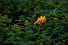 多瓣棣棠花其它