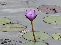 拍摄花卉一（1056）