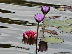 拍摄花卉一（1056）