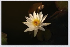 荷花【丙午年-296】