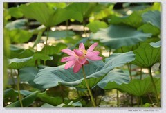 荷花【丙午年-296】