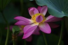八月莲