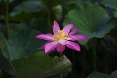 八月莲