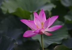 八月莲