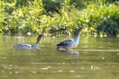 中华秋沙鸭（49）