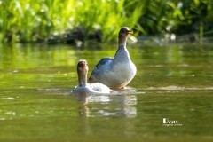 中华秋沙鸭（49）