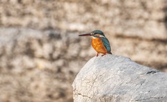 小翠鸟（十一）