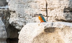 小翠鸟（十一）