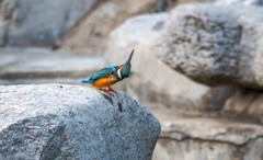 小翠鸟（十一）